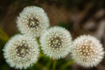 White fluffy dandelions