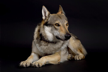 Dog (Czechoslovakian Wolfdog) lying in studio on black background
