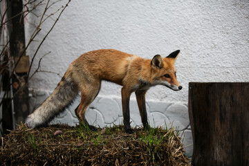 red fox vulpes