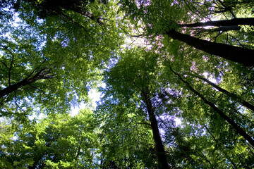 Obraz premium Looking Up Into The Canopy Of Forest Trees
