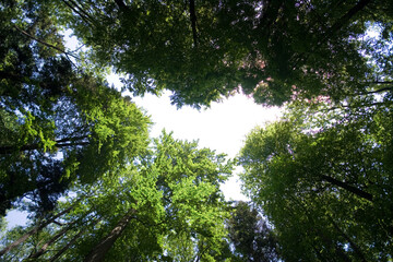 Looking Up Into The Canopy Of Forest Trees
