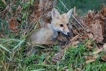 red fox in the wild