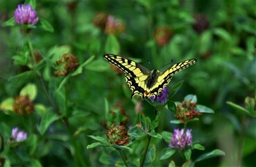butterfly on a flower