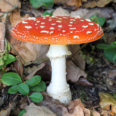 Close-up picture of a red poisonous mushroom in nature