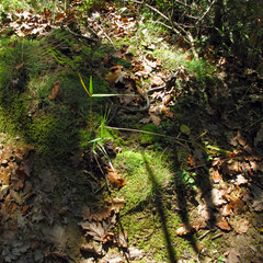 Snake and its pray frog on the forest floor