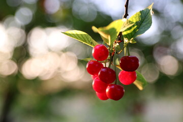 wonderful summer colorful flowers, sun
