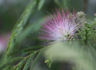 wonderful summer colorful flowers, sun