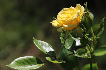wonderful summer colorful flowers, sun