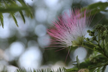 wonderful summer colorful flowers, sun