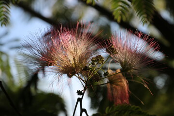 wonderful summer colorful flowers, sun