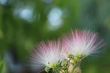 wonderful summer colorful flowers, sun