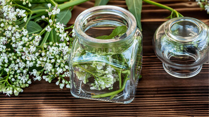 Fresh cut valerian flowers on table. Collection of herbs used for manufacture of natural medicines in summer.