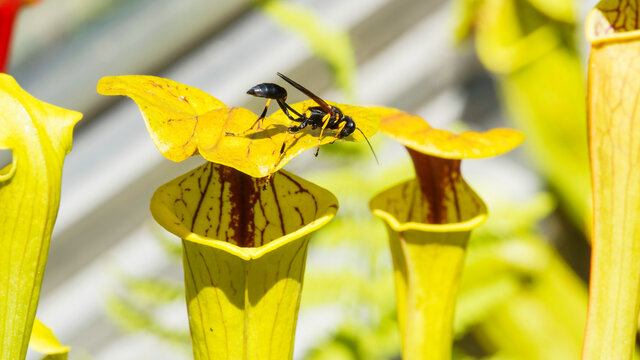 Sceliphron caementarium, P&eacute;lop&eacute;e ma&ccedil;onne ou barbouilleur de boue noir et jaune attir&eacute;e par le nectar du sarracenia