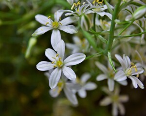 white flowers in the garden