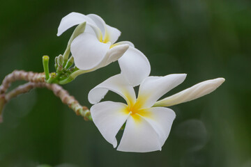 White plumeria flowers, tropical flowers, fragrant, popularly used as decorative and decorative flowers for inspiration of creativity and holidays.