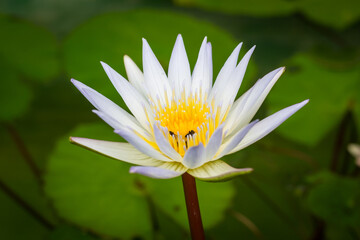 white lotus blossoms or water lily flowers blooming on pond