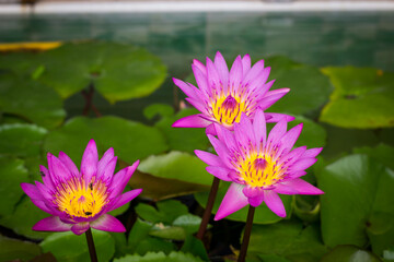 Purple lotus blossoms or water lily flowers blooming on pond