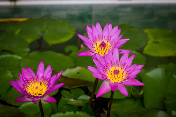 Purple lotus blossoms or water lily flowers blooming on pond