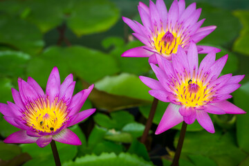 Purple lotus blossoms or water lily flowers blooming on pond