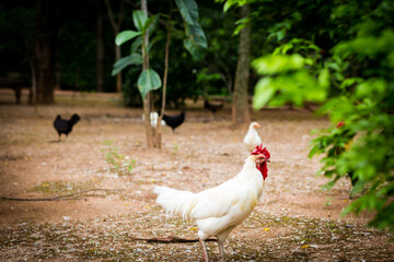 White chicken looking for food