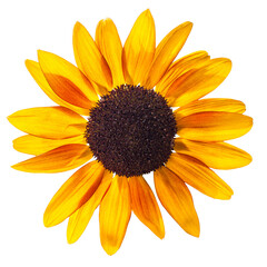 Orange flower isolated on white background