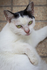 White Cat