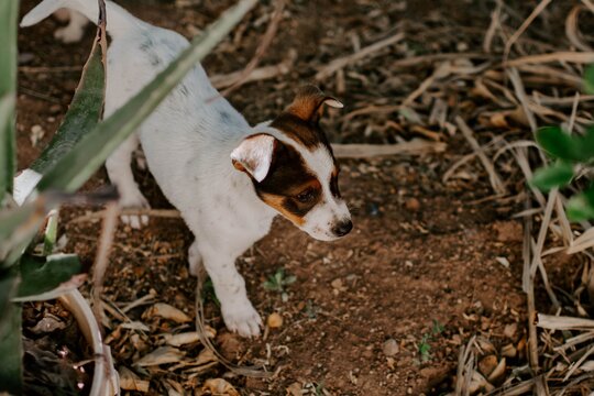 Picture of a beautiful Russell Terrier puppy in the field