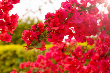 Bright branch of red bougainvillea flowers on a background of lush green foliage foliage, nature texture background, flowering time, place for text