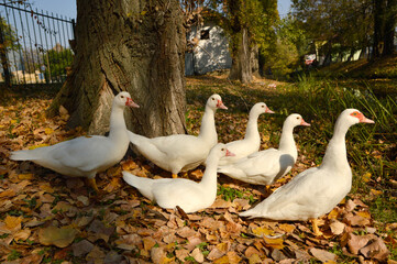 group of white ducks sitting in the sunlight on the dry autumn leaves