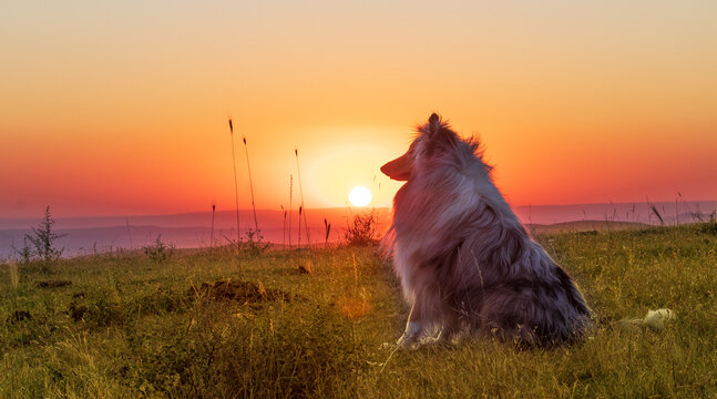 A dog in profile while the sun sets behind the valley. Light from sun light and blue merle collie. Dog enjoying summer sunset or sunrise over the valley sitting on the grass.