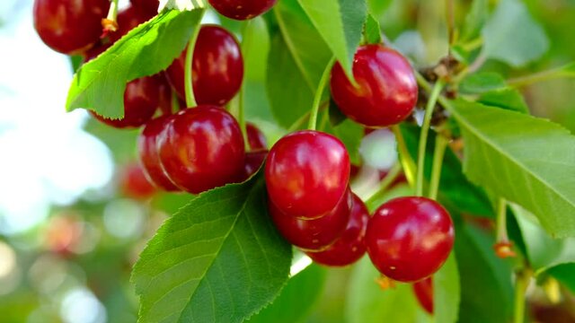 Red cherry grow in a garden. Berry harvest in summer in village.