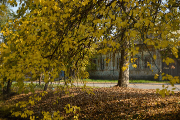 autumn in Backi Petrovac, Vojvodina