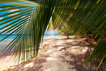 Fototapeta na wymiar Tropical white sandy beach with palm trees. Serenity beach at sunrise. Beautiful holiday background.