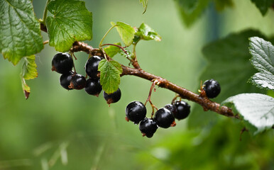 close-up on leaves and fruit of blackcurrant