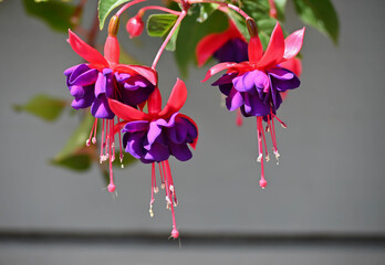 hanging fuchsia flowers in the sunshine