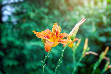 Obraz premium Bright orange lily flowers on green leaves in the garden in spring and summer.