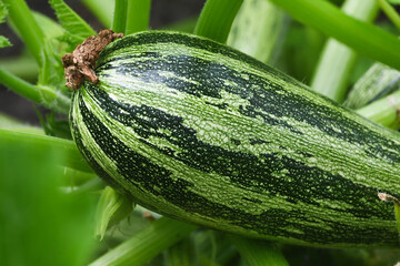 shapely zucchini in the vegetable garden