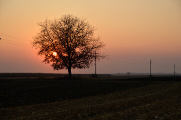 Fototapeta premium foggy sunset in the rural landscape, Vojvodina 