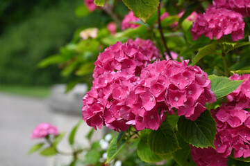 closeup of hydrangea flowers and leaves