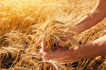 Close-up of a Farmer's hands collecting wheat with their own hands, a Golden wheat field