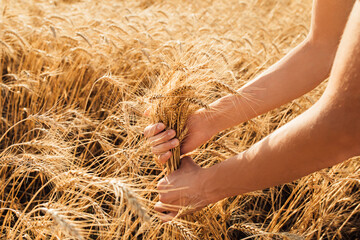 Close-up of a Farmer's hands collecting wheat with their own hands, a Golden wheat field