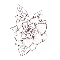 elegant gardenia flower graphic decoration 300 dpi digital art