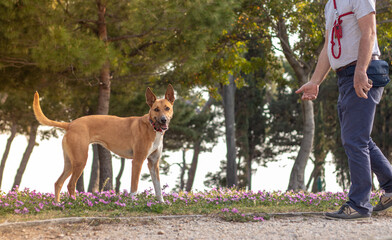 Mixed breed of shepard dog orange colored playing in the park, man owner extending his hand to pet...
