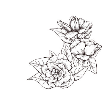 Gardenia Drawing Images – Browse 4,396 Stock Photos, Vectors, and Video |  Adobe Stock