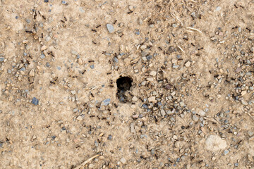 Anthill on soil. Ants are looking for food.