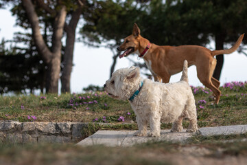 Naklejka premium Two dogs, one white small maltese and a bigger brown one standing together looking into the distance. Concept of companionship and togetherness, prepairing to overcome obstacles together