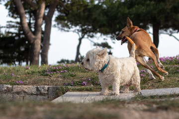 Obraz premium Two dogs, one white small maltese and a bigger brown one standing together looking into the distance. Concept of companionship and togetherness, prepairing to overcome obstacles together