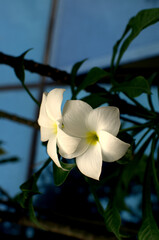 Soft frangipani flower or plumeria flower Bouquet on branch tree in morning on blurred background.The white frangipani with leaves.  Bright colourful flowers with Beautiful sunlight.  Selected focus. 