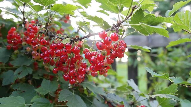 redcurrant bush on a summer day in the village.
