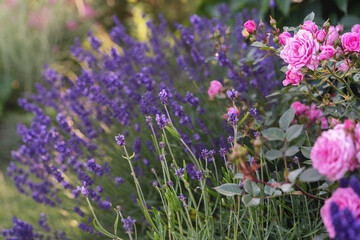 Levander flower and pink roses at sunset. Garden composition ideas. Selective focus, beautiful bokeh.